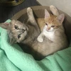 えとわーる