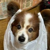 あるふぁ