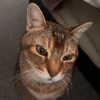 ねこさん