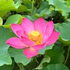 おでこ