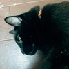 もち子