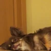 やとしょ
