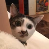 GRICO