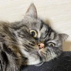 ねこ大好き