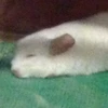 り