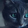 Maya
