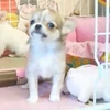 ネガリュー