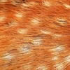 emem