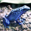 frogpyon