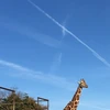 めぐみ
