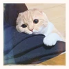 のこ
