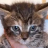 しお