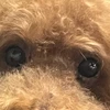 良いものを観たい