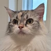 coco2132