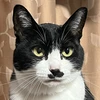 ハチワレのねこ