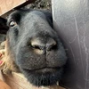 ももこ