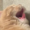 ぬこ
