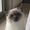 こまち
