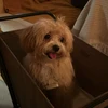 さくら