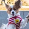 いしだん