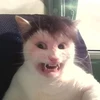 ははは