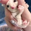 ゆーめめ