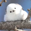 れい