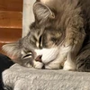 カワウソのアイサツ