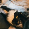 KOKI