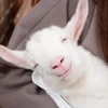 かほちゃん