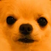 YY