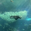 う