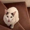 てんこ