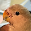 ナナフシ