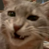猫吸い中毒