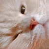 OM