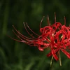 斎