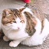 nanaka