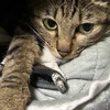 れいん