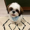 ましゅー