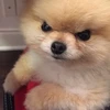 わんこさん