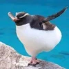 Dr