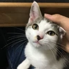 てのん