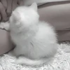 すず