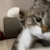 猫パンチくら江