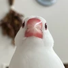 ハコ