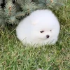 にゃにゃんぷー