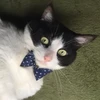 シュレディンガーの猫