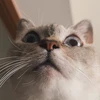 さらみ