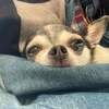 うらみ